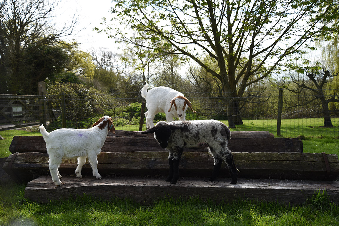 Middle Farm | Goats