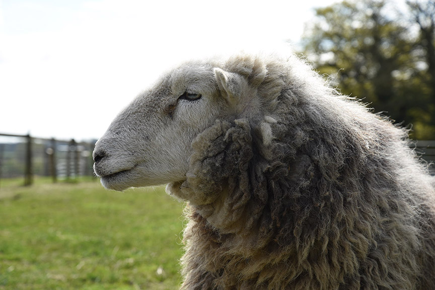 Middle Farm | Open Farm