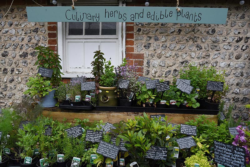 Middle Farm | Plants