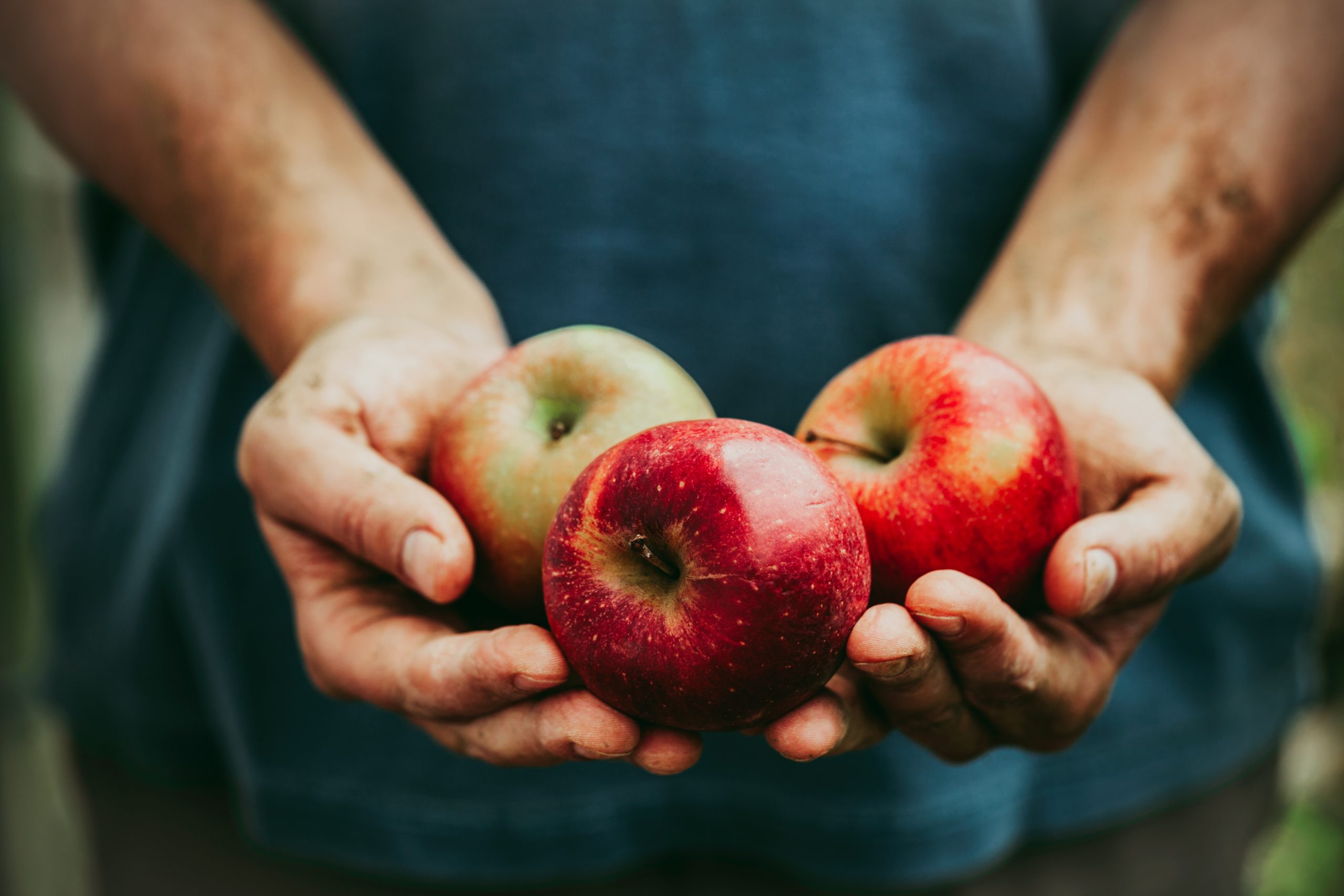 Middle Farm | Apple Harvest