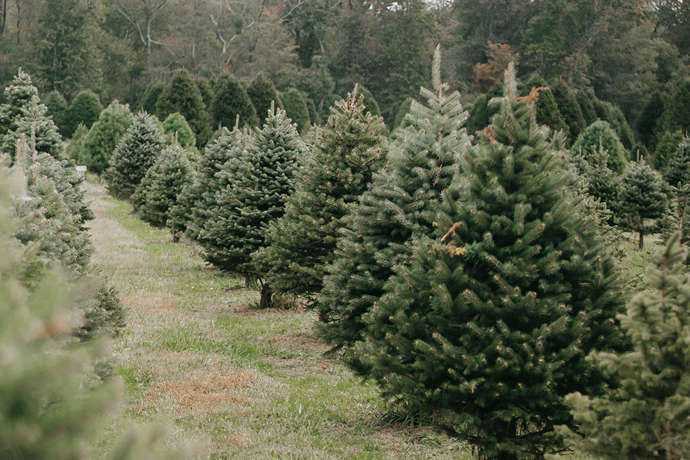 Middle Farm | Christmas Trees