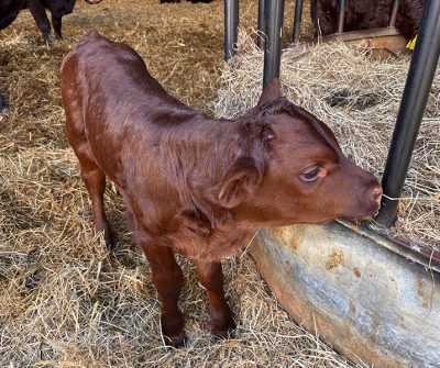 Middle Farm | Sussex Open Farm and Farm Shop