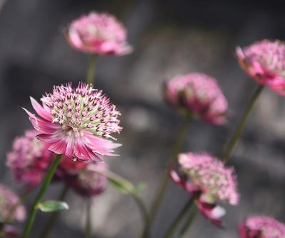 Middle Farm | Open Farm