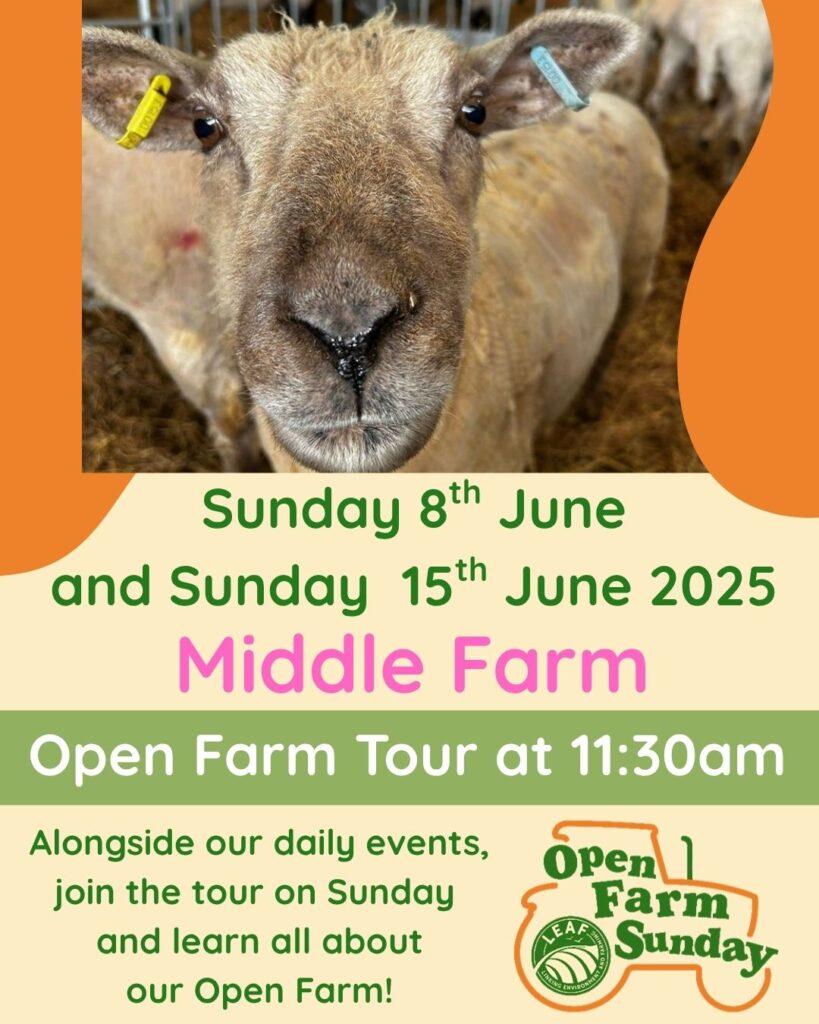 Middle Farm | Sussex Open Farm and Farm Shop