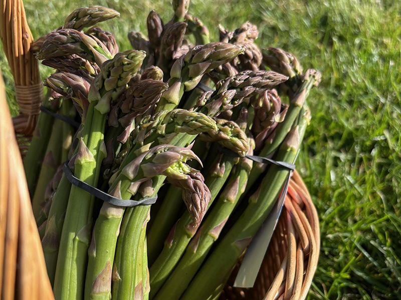 Middle Farm | Sussex Open Farm and Farm Shop
