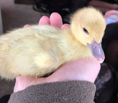 Middle Farm | Sussex Open Farm and Farm Shop