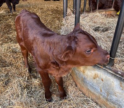 Middle Farm | Sussex Open Farm and Farm Shop