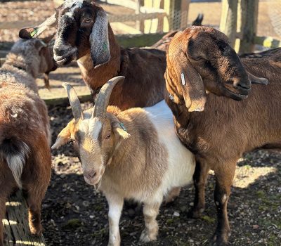 Middle Farm | Sussex Open Farm and Farm Shop