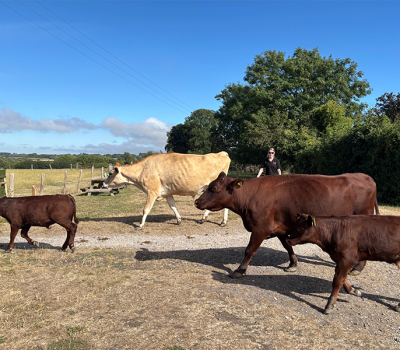 Pshop Cows in a row