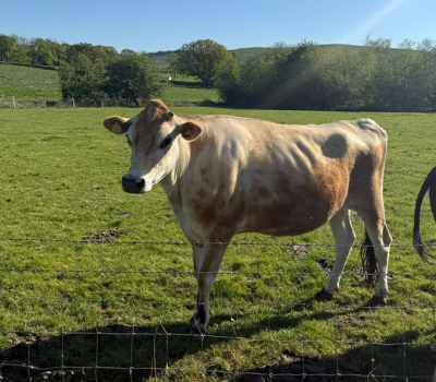 Pshop Jersey Cow