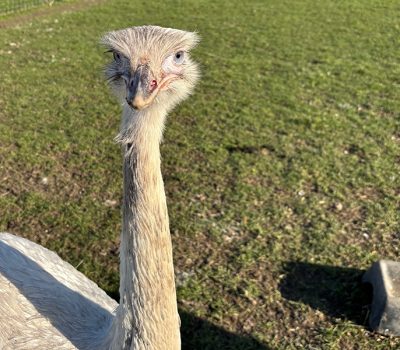 Middle Farm | Sussex Open Farm and Farm Shop