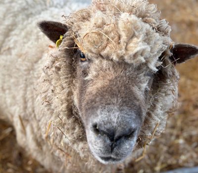 Middle Farm | Sussex Open Farm and Farm Shop