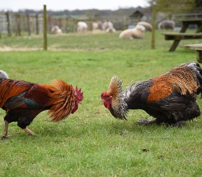 Middle Farm | Sussex Open Farm and Farm Shop