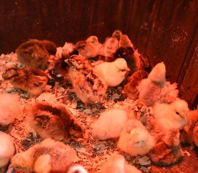 Middle Farm | Open Farm