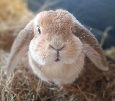 Middle Farm | Sussex Open Farm and Farm Shop