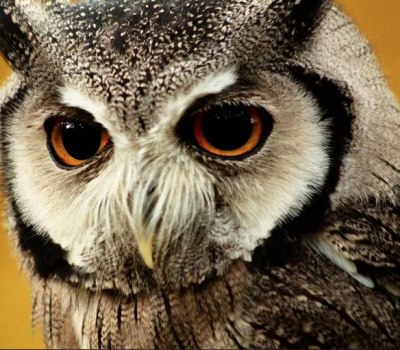 Sussex Falconry static display